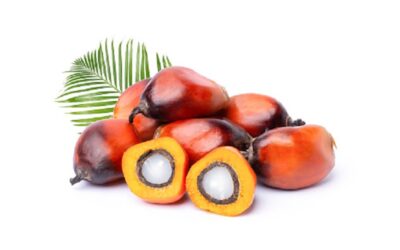 Kegunaan Batok Sawit Agro untuk Solusi Berbagai Hal